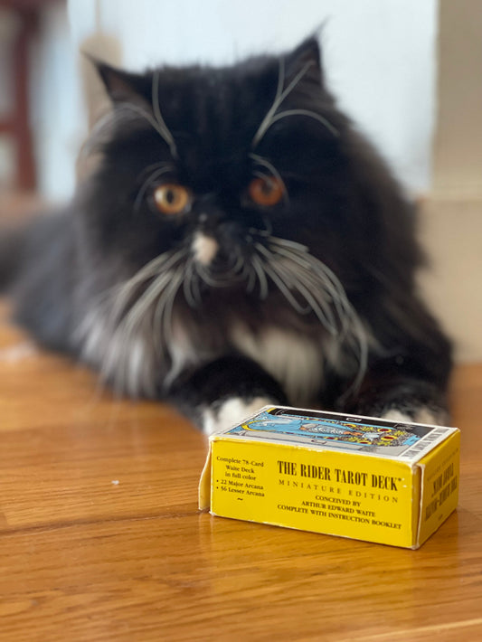 En svart katt som ligger bakom Tarotkort